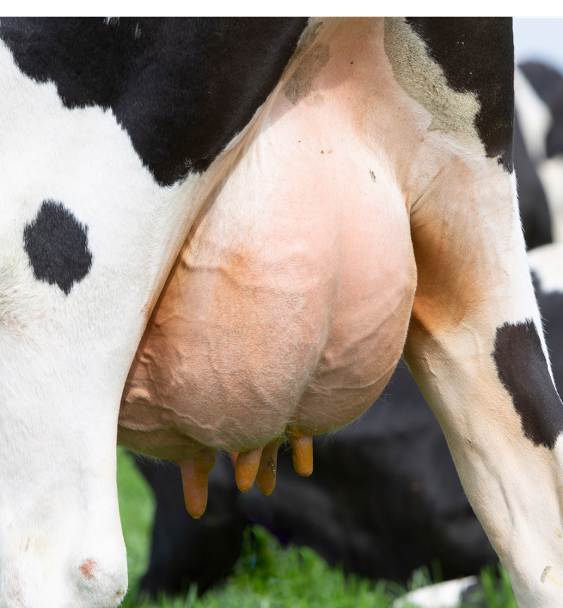 Gezocht: Melk(st)er Parttime