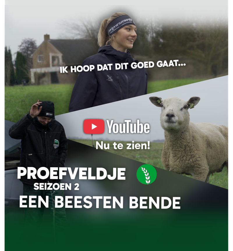 Schapen op het proefveldje!!!